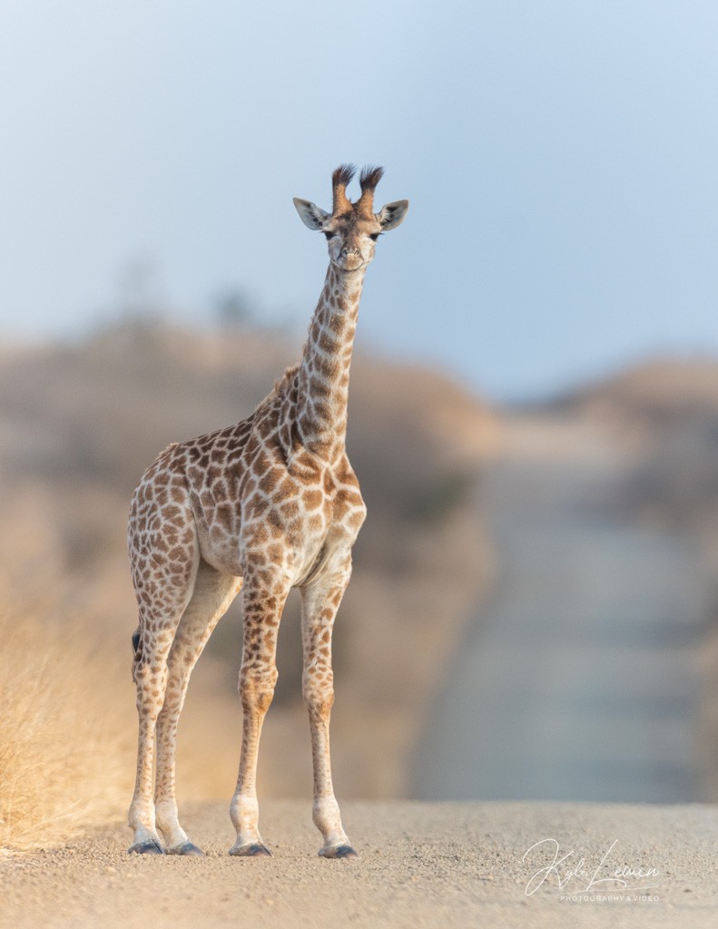 Young giraffe standing on a dirt road