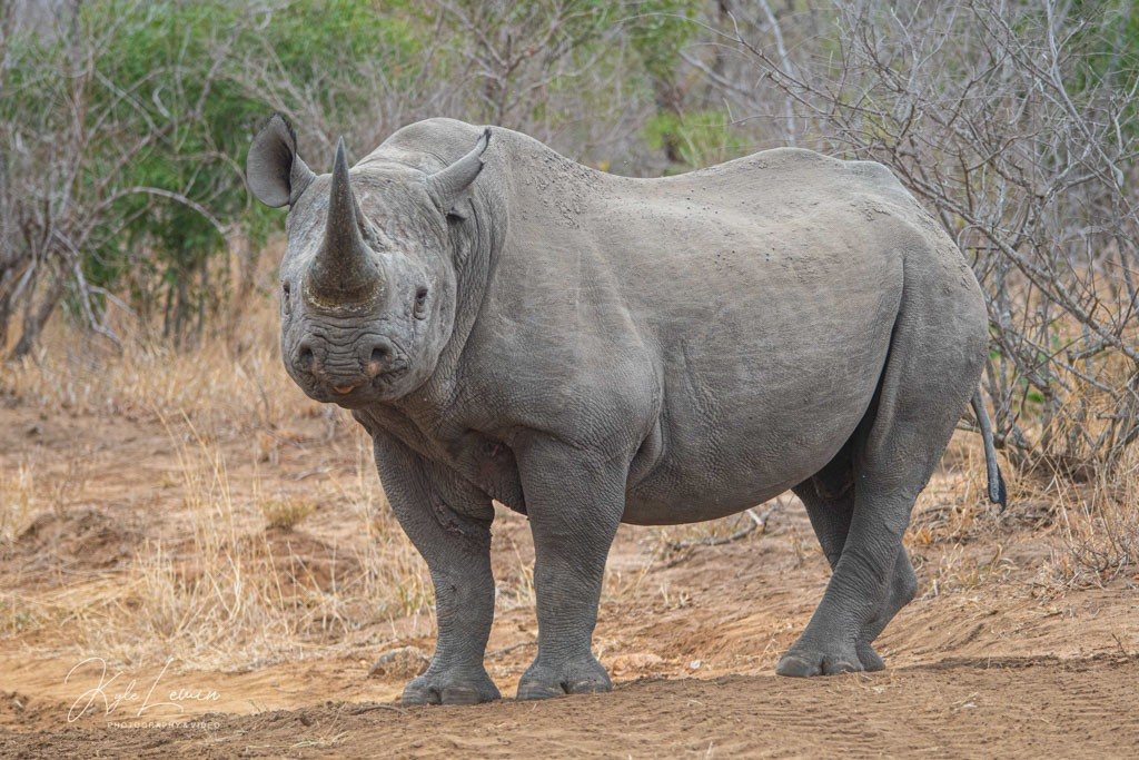 A rhinoceros standing in a natural environment