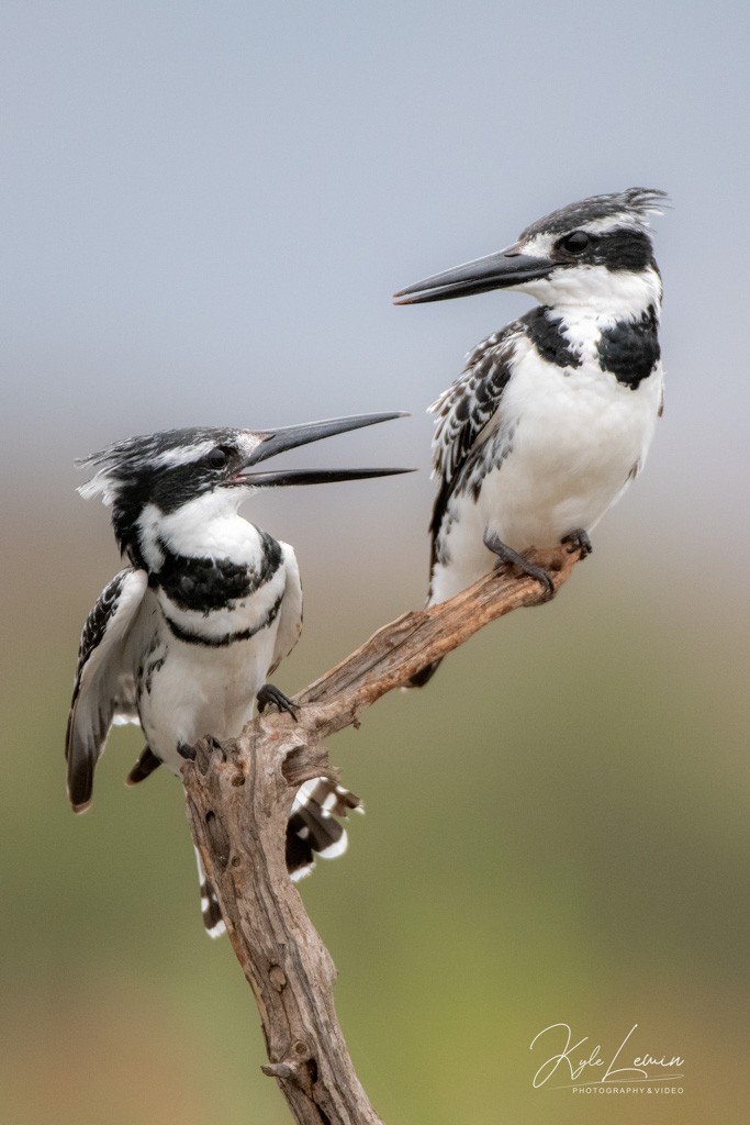 Two pied kingfishers on a branch