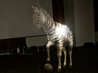 Holographic zebra projection in an event setting.