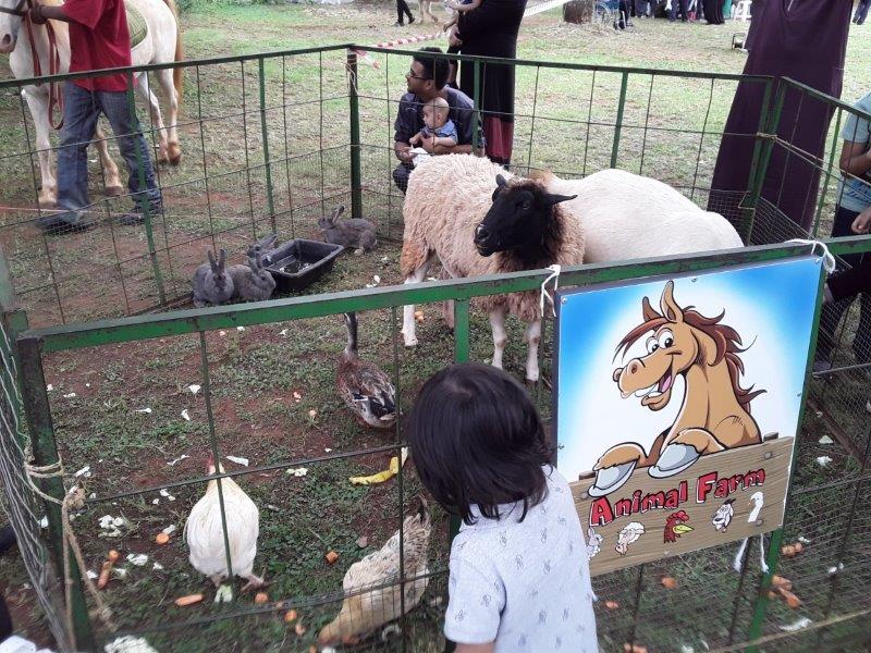 Child observing an animal farm display with sheep, rabbits, and other animals.