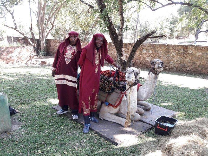 Two camel handlers next to camels in a grassy area