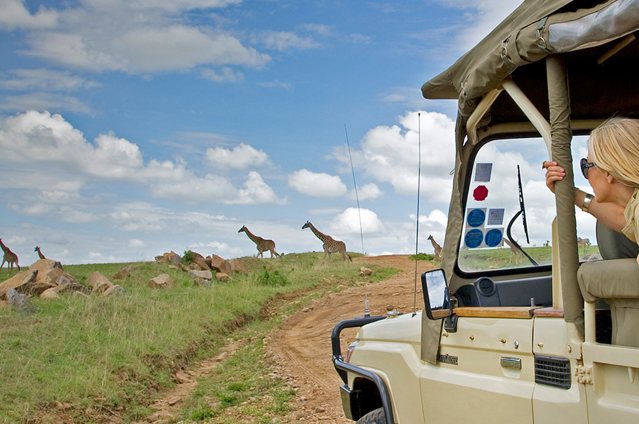 Woman looking at giraffes from a safari vehicle