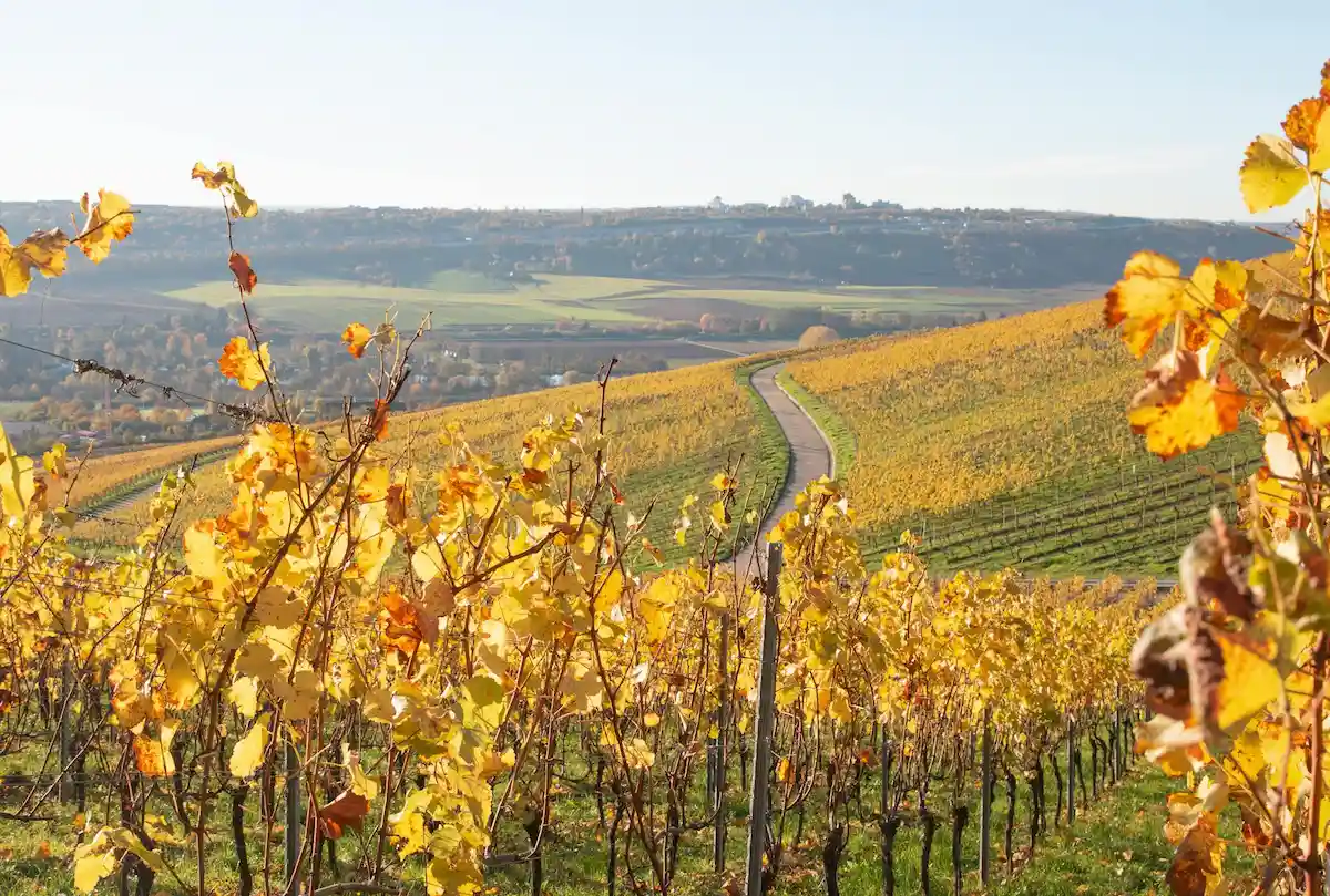 Vibrant vineyard landscape with winding paths and hills in Paarl.