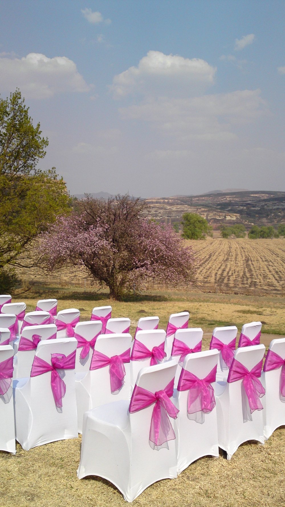 Rows of white chairs with pink sashes in an outdoor setting