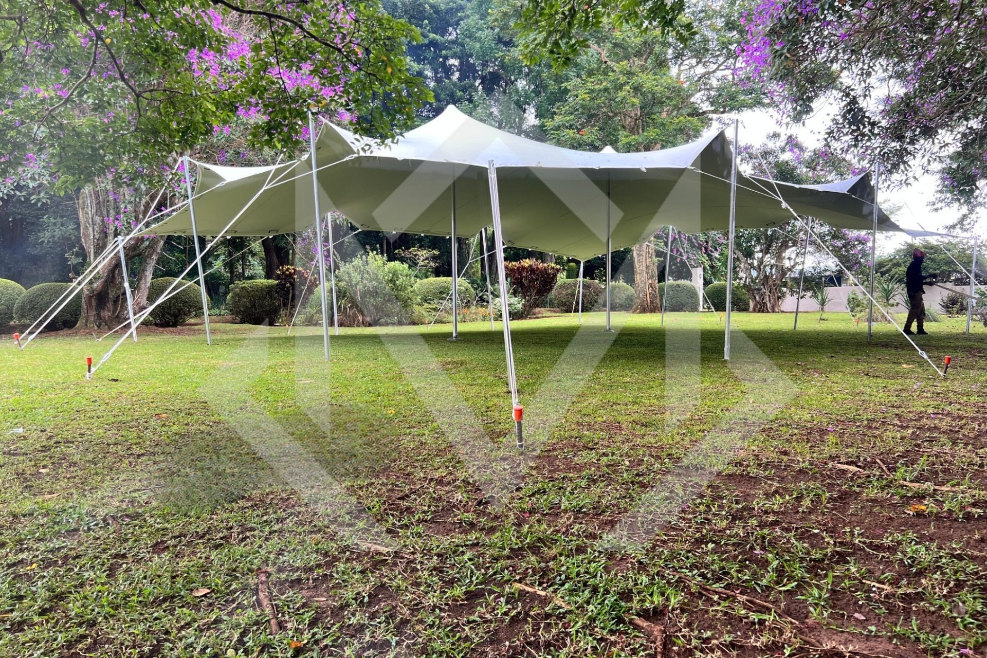 Large stretch tent set up on a grassy area surrounded by trees.