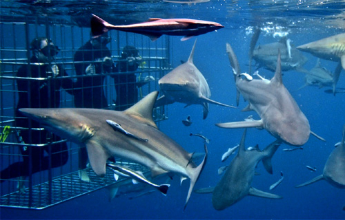 Cage diving with sharks in the ocean.