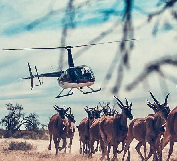 A helicopter flying over a herd of antelope.