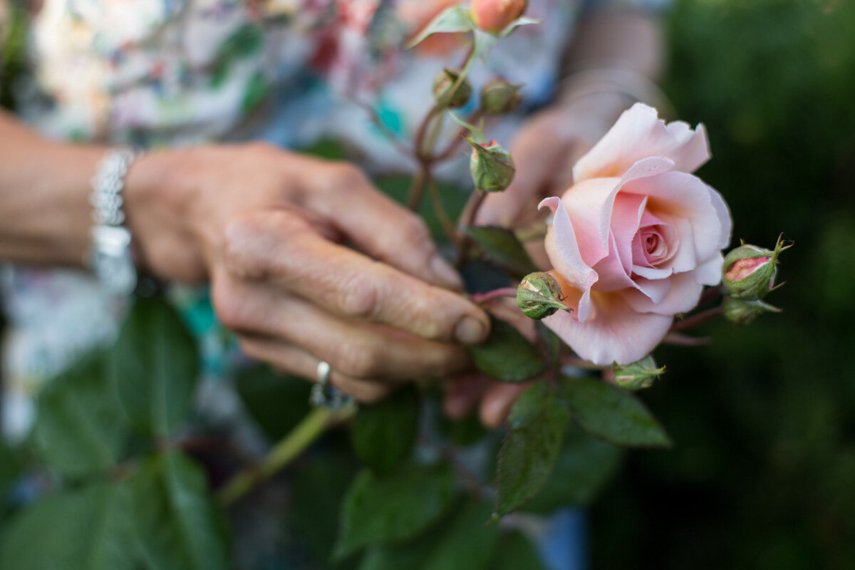 Hand holding a pink rose with green leaves