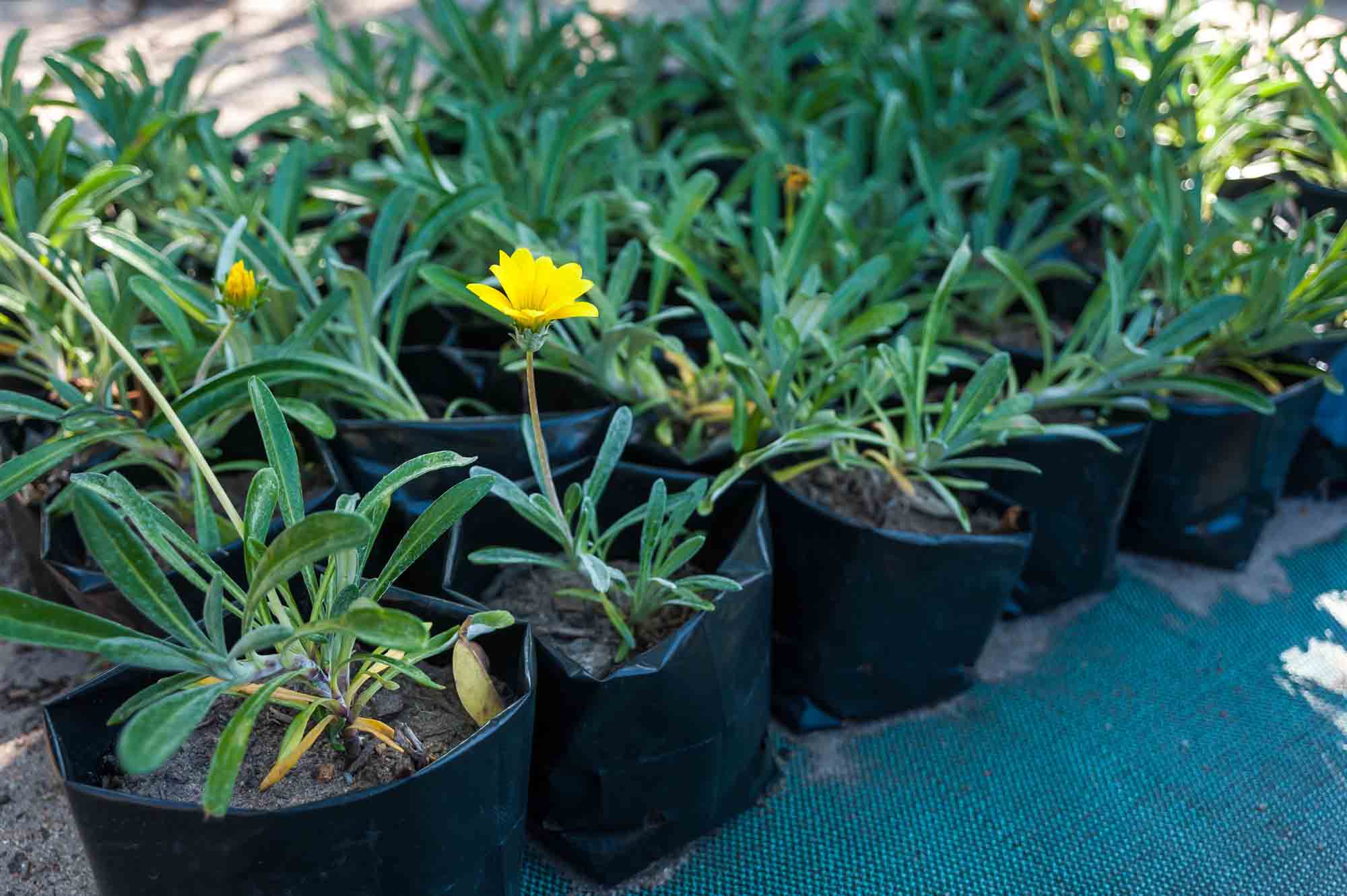 Collection of potted plants with yellow flowers