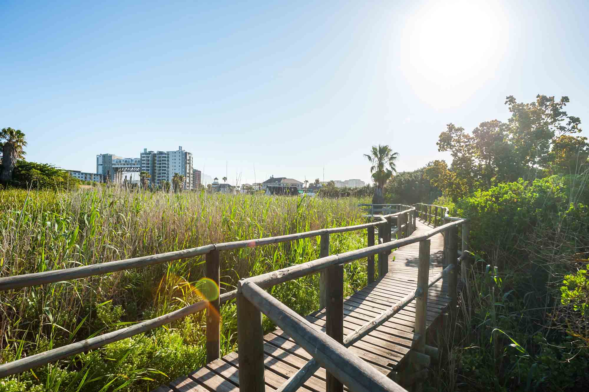 Wooden boardwalk in wetland with tall grass and buildings