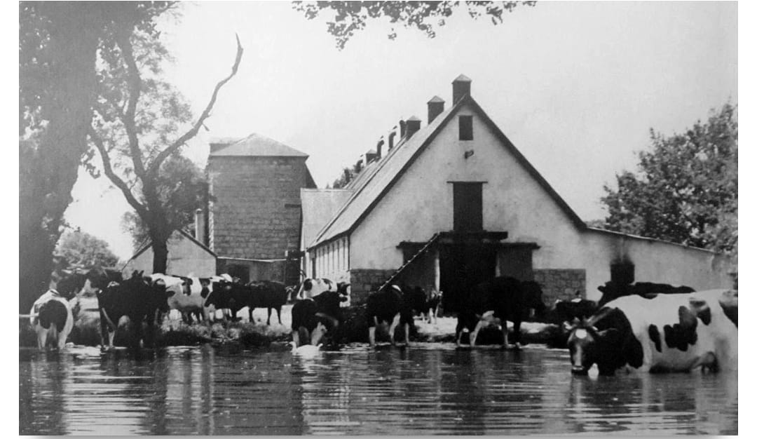 Black and white photo of cows near a barn.