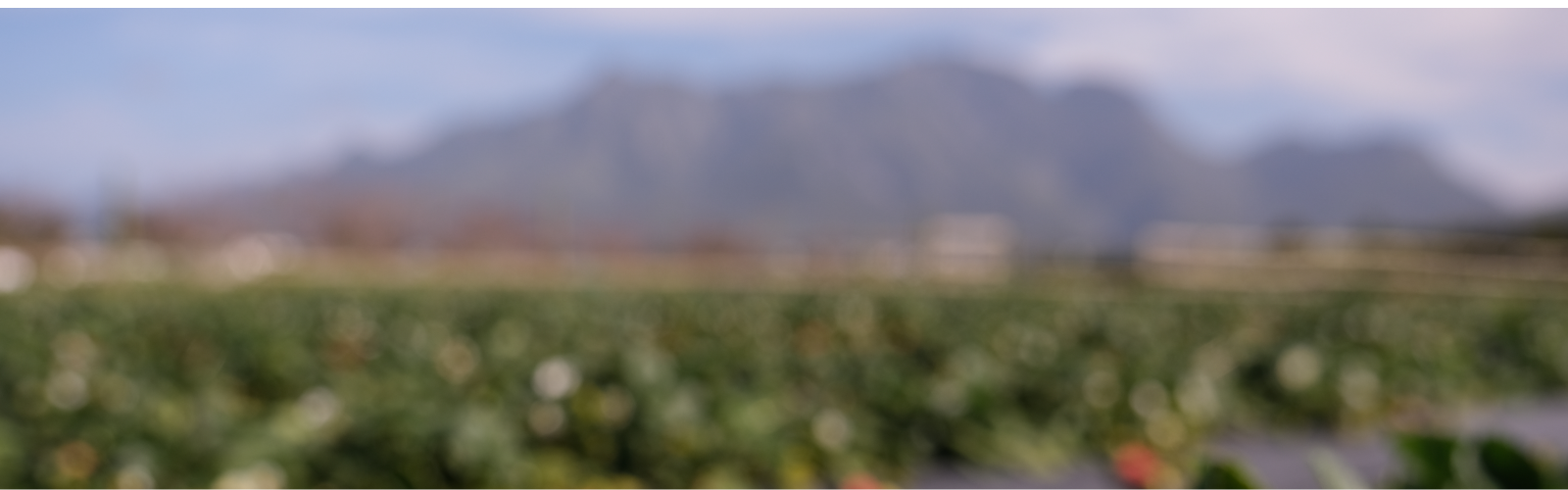 Blurry view of strawberry fields and mountains