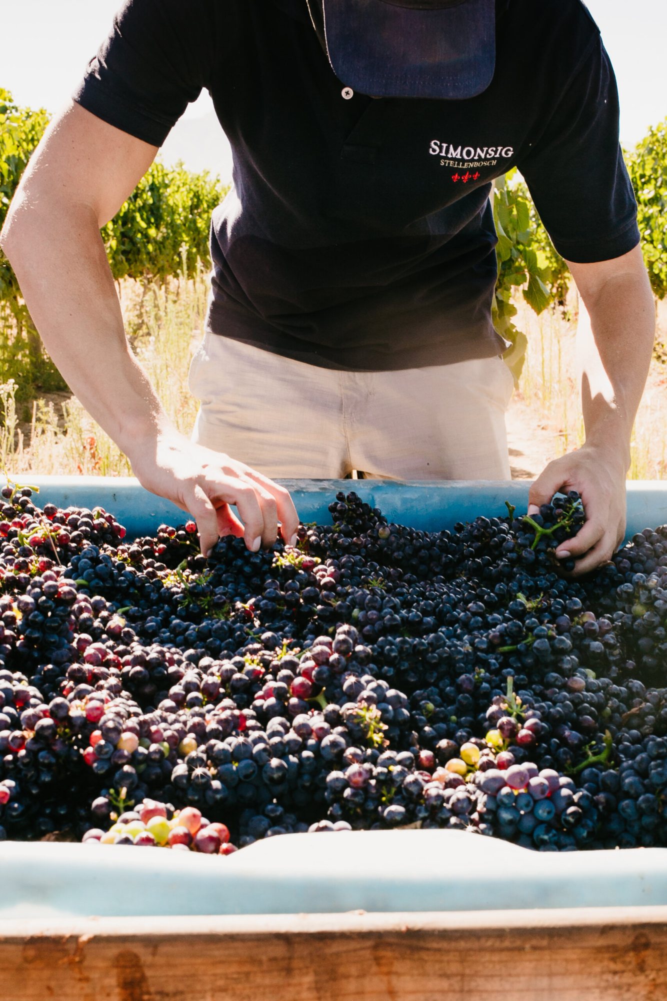 Close-up of hands sorting grapes in a bin