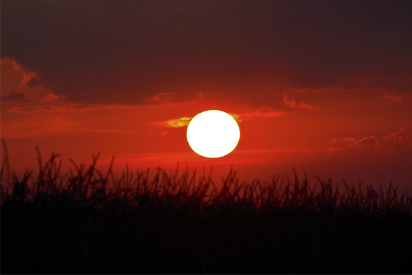 Sunset with vibrant colors over a silhouette of grass