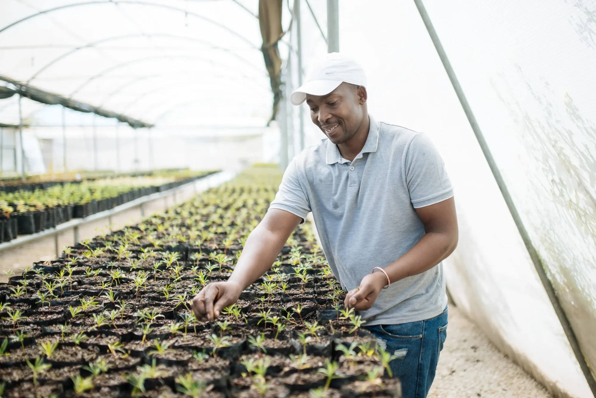 Man caring for young plants in a greenhouse