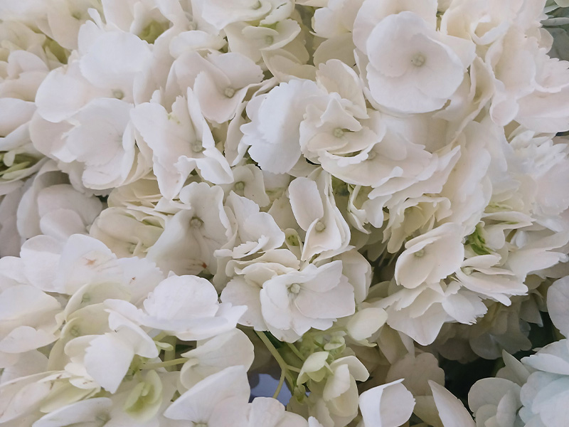 Close-up of white floral arrangements