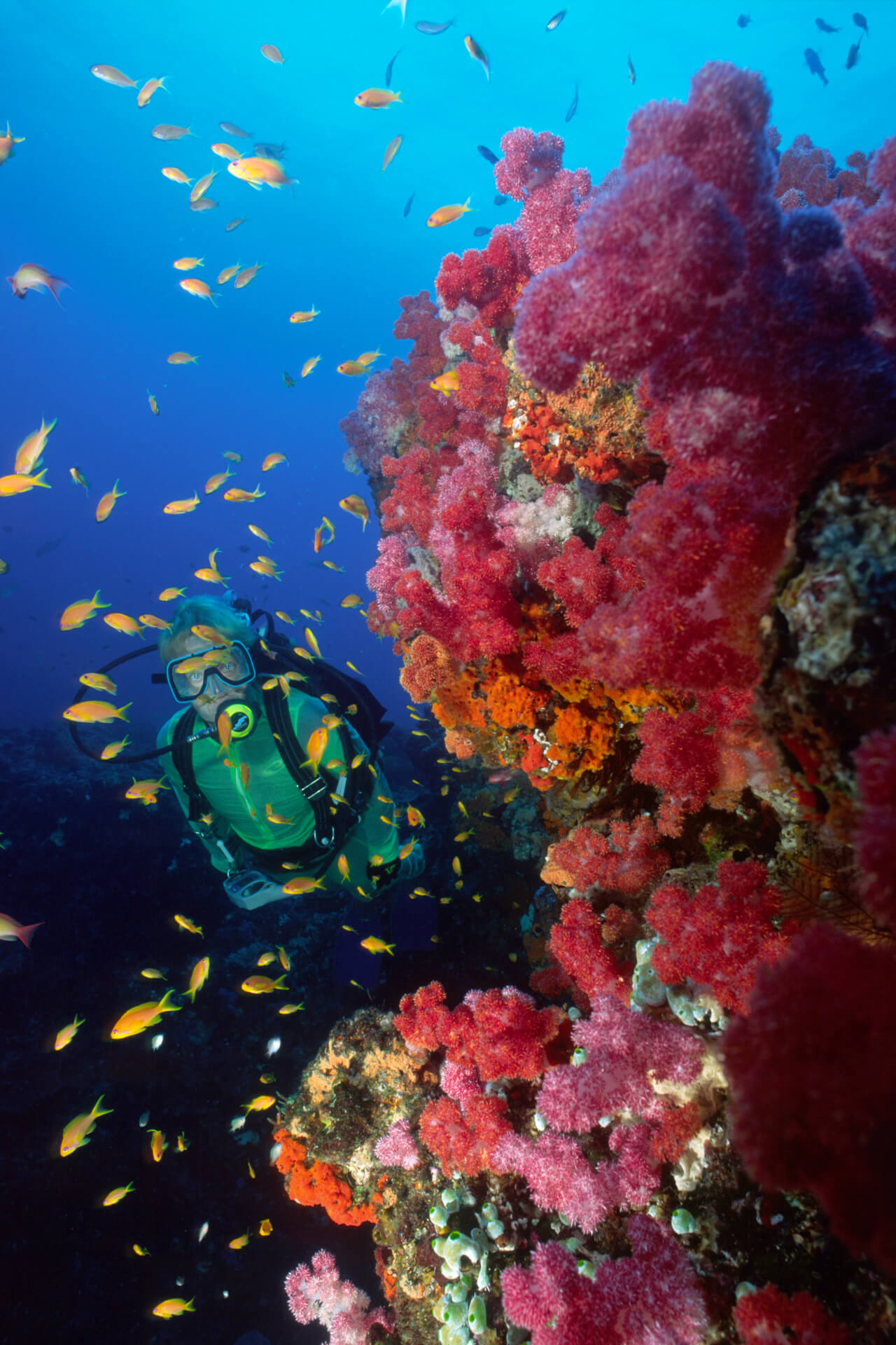 Diver exploring vibrant coral reef with fish