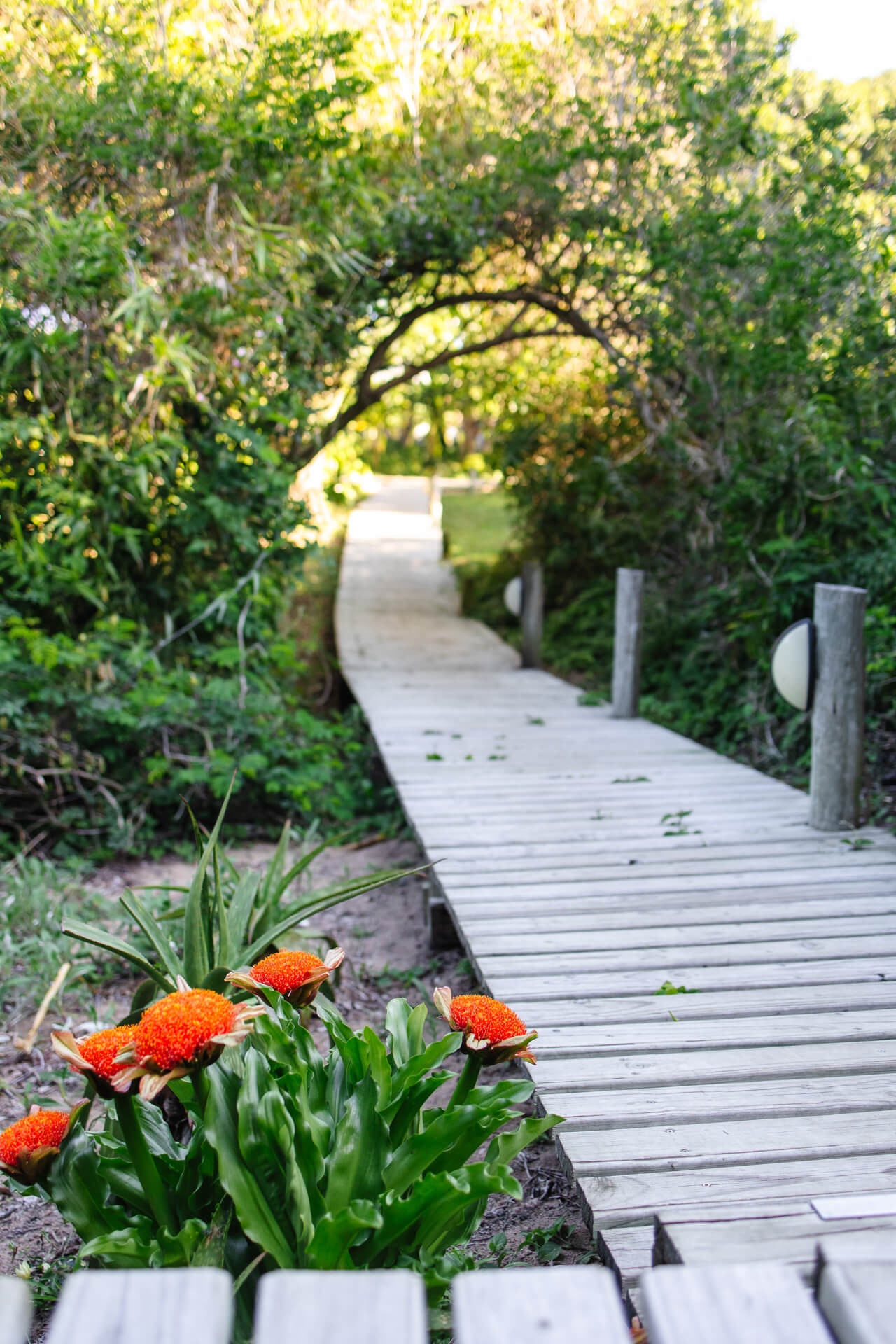 Wooden walkway lined with green foliage and orange flowers