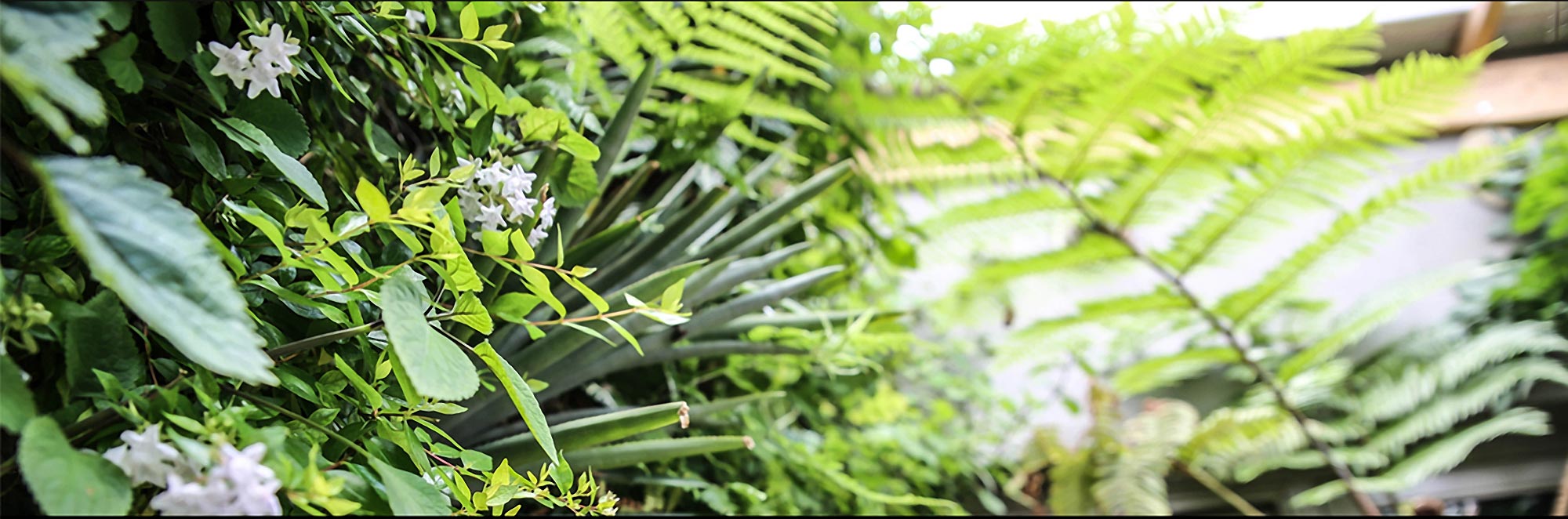 A vibrant wall of plants and ferns in a rooftop setting
