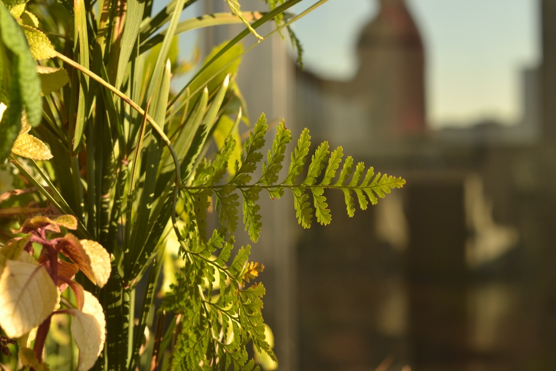 Close-up of ferns and greenery in an urban setting