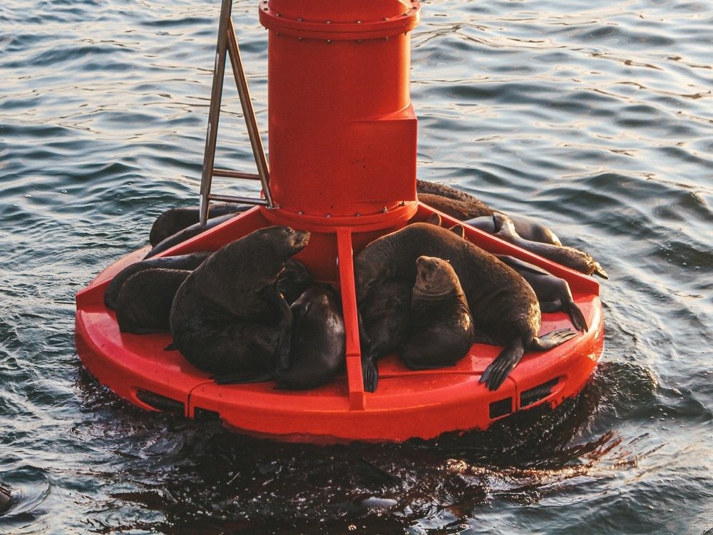 Cape Fur seals resting on a red buoy in the ocean